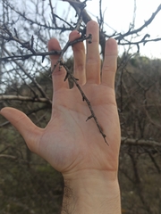 Amygdalus