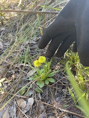 Polygala nana