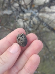 Amygdalus