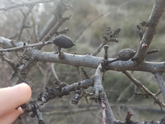 Amygdalus