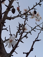 Amygdalus