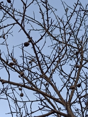 Amygdalus