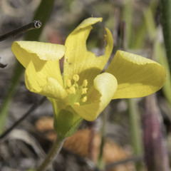 Oxalis pilosa