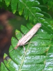 Orocrambus flexuosellus
