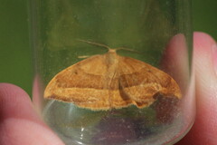 Watsonalla cultraria