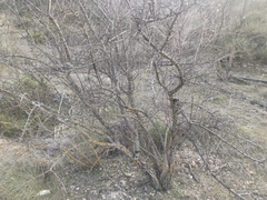 Amygdalus
