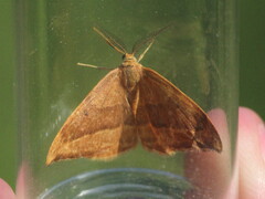 Watsonalla cultraria