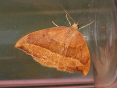 Watsonalla cultraria