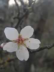 Amygdalus