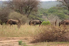 Connochaetes taurinus albojubatus