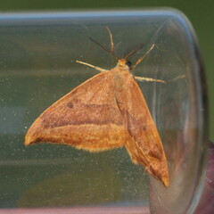Watsonalla cultraria