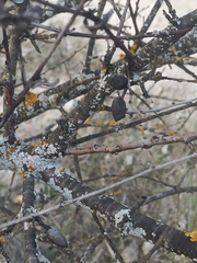 Amygdalus