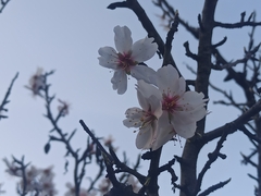 Amygdalus
