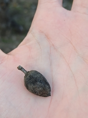 Amygdalus