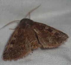 Cerastis tenebrifera