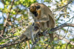 Chlorocebus sabaeus
