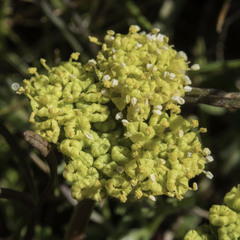 Lomatium caruifolium