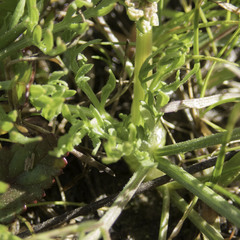 Lomatium caruifolium