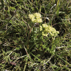 Lomatium caruifolium