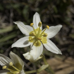 Toxicoscordion fremontii