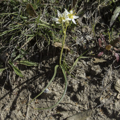 Toxicoscordion fremontii