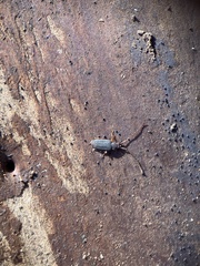 Uleiota dubia