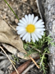 Brachyscome multifida