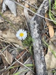 Brachyscome multifida