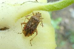 Stictopleurus abutilon