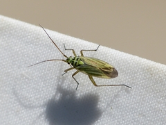 Oncotylus viridiflavus