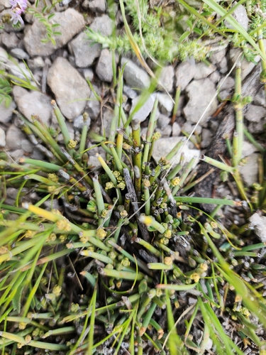 Image of Ephedra breana by (c) GREGORY ANTHONY PAUCA TANCO, some rights reserved (CC BY)