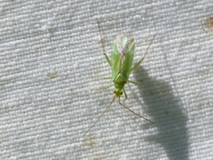 Blepharidopterus angulatus