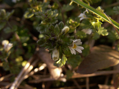 Euphrasia frigida