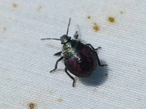 Picromerus bidens