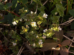 Euphrasia frigida