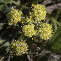 Lomatium caruifolium