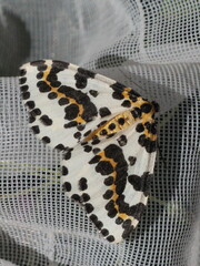 Abraxas grossulariata