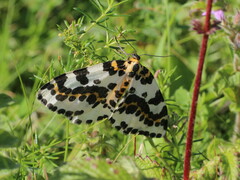 Abraxas grossulariata