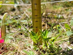 Veronica treadwellii