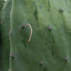 Cactoblastis cactorum