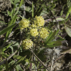 Lomatium caruifolium