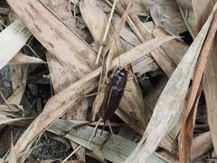 Teleogryllus mitratus