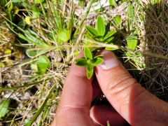 Veronica treadwellii