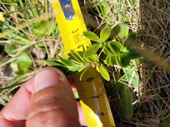 Veronica treadwellii