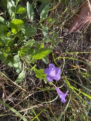 Ruellia