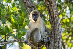 Chlorocebus sabaeus