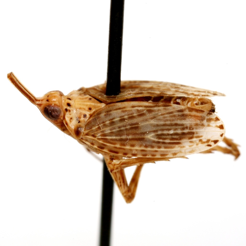 Scolops cockerelli
