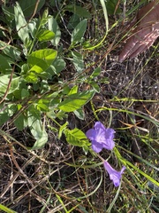 Ruellia