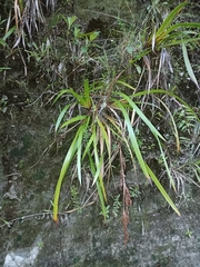 Machaerina sinclairii