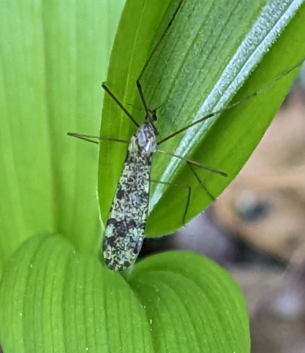 Phyllolabis myriosticta